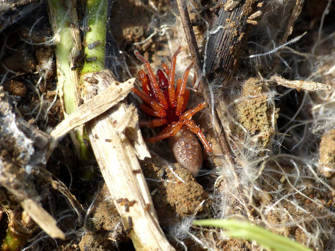 Dysdera sp. - Montecompatri (RM)